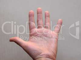palmar view of hand