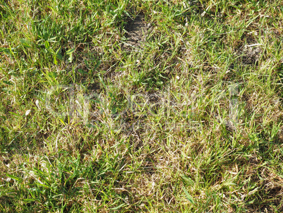 green grass texture background