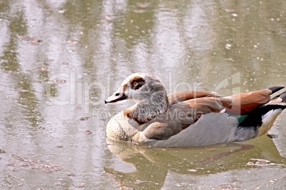 Nilgans auf einem Teich