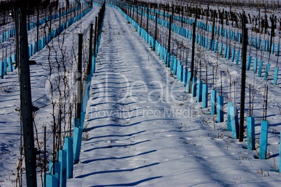 Junger Weingarten im Winter