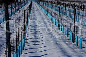 Junger Weingarten im Winter