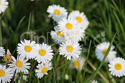 Gänseblümchen auf einer Frühlingswiese