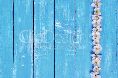 Blue wooden background with white cherry blossoms