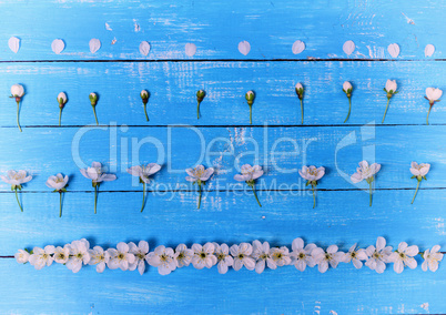 Blue wood background with white cherry flowers