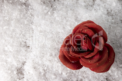 Red rose on the white snow