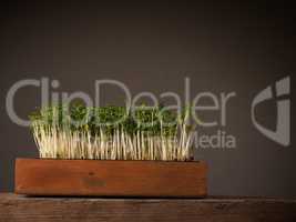 Organic cress in a wooden box