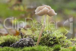 Mushroom called Mycena rosea.