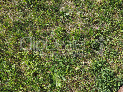 green grass texture background