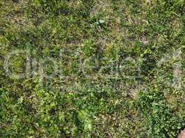 green grass texture background