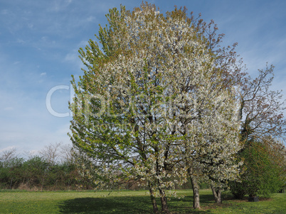 Cherry tree (Prunus) over blue sky