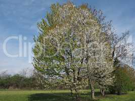 Cherry tree (Prunus) over blue sky