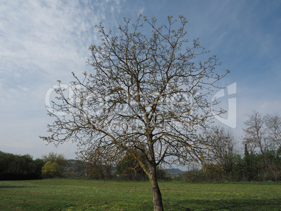 nut tree in a meadow over blue sky