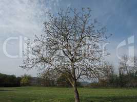 nut tree in a meadow over blue sky