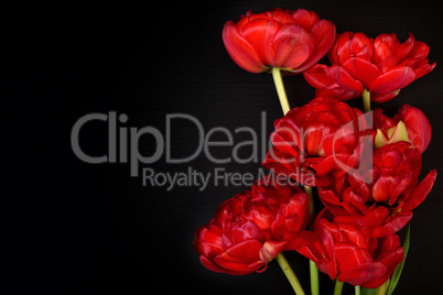Bright red fluffy tulips on a black surface