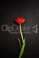 One red tulip on a black surface,