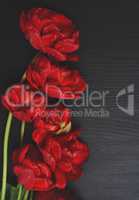 bouquet of red tulips on a black surface