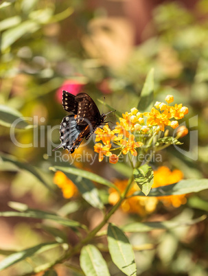 Spicebush swallowtail butterfly, Pterourus troilus