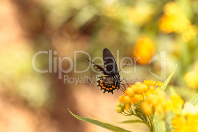 Spicebush swallowtail butterfly, Pterourus troilus