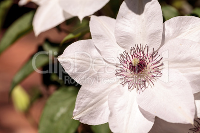White fragrant star clematis flower