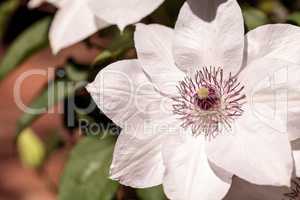 White fragrant star clematis flower