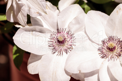 White fragrant star clematis flower