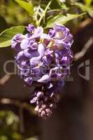 Purple Wisteria flower blooms on a vine