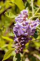Purple Wisteria flower blooms on a vine