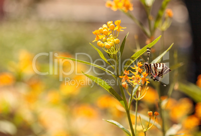 Zebra swallowtail butterfly, Eurytides marcellus