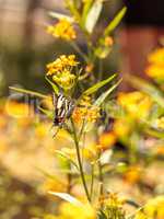 Zebra swallowtail butterfly, Eurytides marcellus