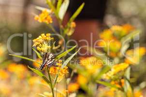 Zebra swallowtail butterfly, Eurytides marcellus