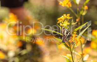 Zebra swallowtail butterfly, Eurytides marcellus