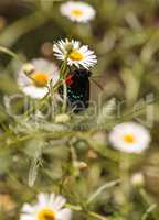 Atala hairstreak butterfly, Eumaeus atala