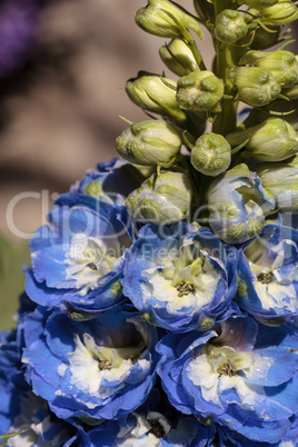 Blue larkspur flower called Delphinium