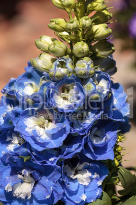 Blue larkspur flower called Delphinium