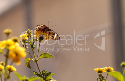 Buckeye butterfly, Junonia coenia