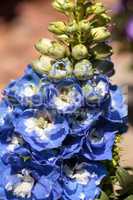 Blue larkspur flower called Delphinium