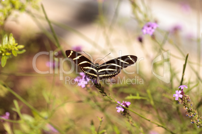 Zebra Longwing butterfly, Heliconius charithonia