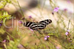 Zebra Longwing butterfly, Heliconius charithonia