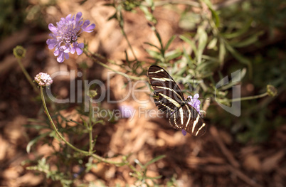 Zebra Longwing butterfly, Heliconius charithonia