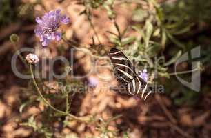 Zebra Longwing butterfly, Heliconius charithonia