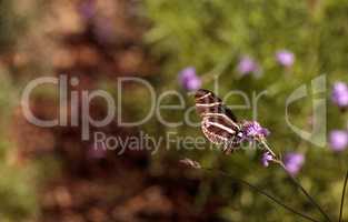 Zebra Longwing butterfly, Heliconius charithonia