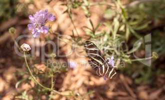 Zebra Longwing butterfly, Heliconius charithonia