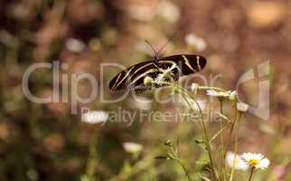 Zebra Longwing butterfly, Heliconius charithonia