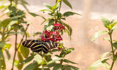 Zebra Longwing butterfly, Heliconius charithonia