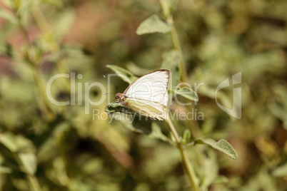 Great southern white butterfly, Ascia monuste