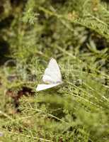 Great southern white butterfly, Ascia monuste