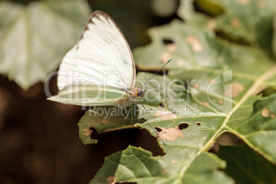 Great southern white butterfly, Ascia monuste