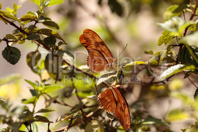 Julia Longwing butterfly, ?Dryas iulia