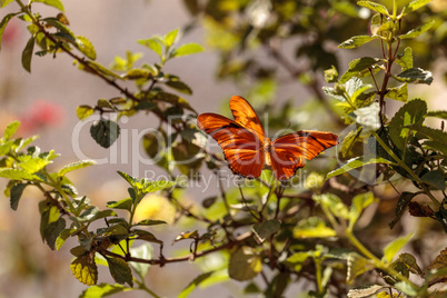 Julia Longwing butterfly, ?Dryas iulia