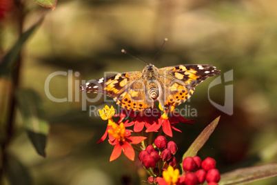 Painted Lady butterfly, Vanessa cardui